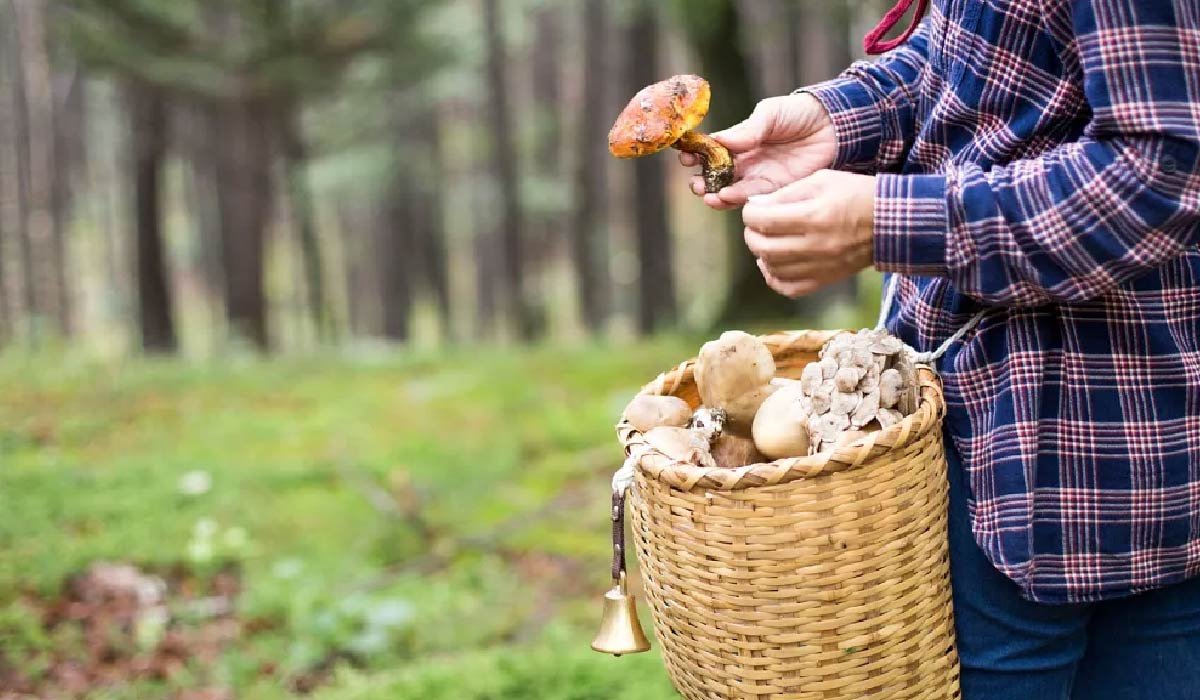 Where Europe Hides Its Wild Mushrooms: Forests, Seasons, and Local ...