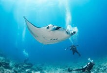 Diving with Manta Rays