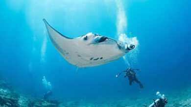 Diving with Manta Rays