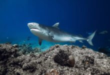 Tiger Shark Diving in Fiji