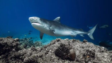 Tiger Shark Diving in Fiji