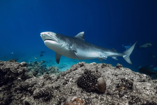 Tiger Shark Diving in Fiji
